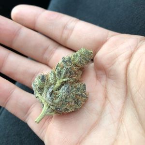 Meet your Posher, Angel